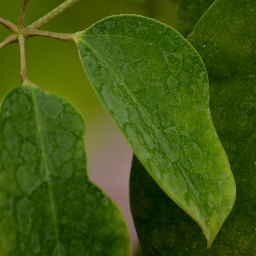 Holboellia latifolia - Holboellie (Foliage)