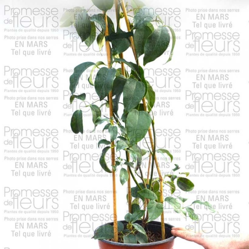 Example of Holboellia latifolia - Holboellie Topf mit 1,5L/2L as you get