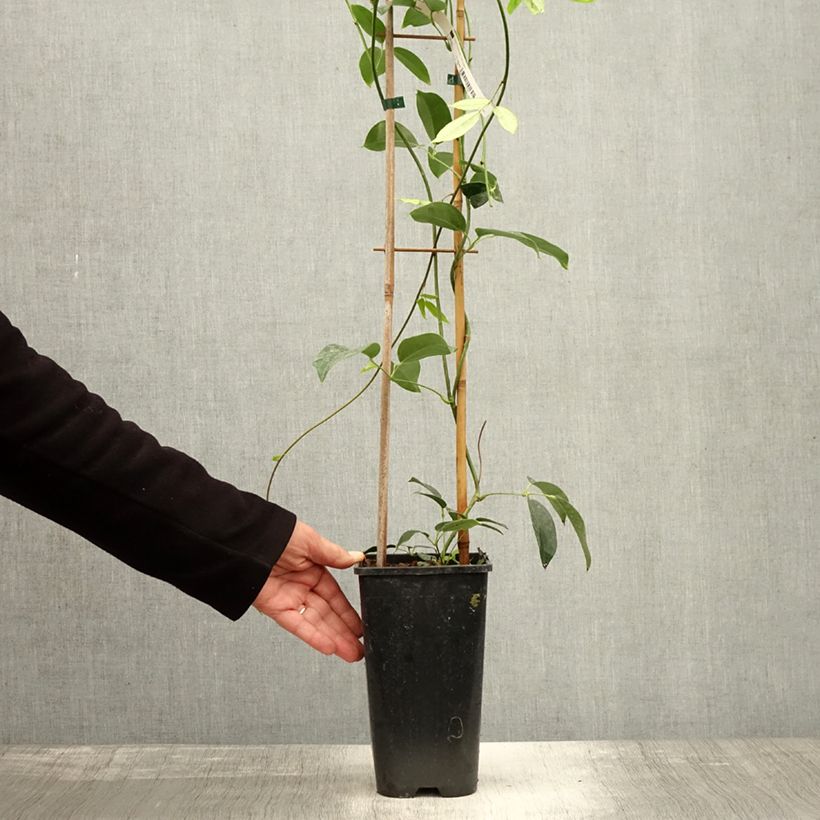 Example of Holboellia traversii - Holboellie Topf mit 3L/4L as you get in automne