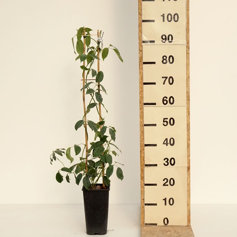 Exemplar von Holboellia traversii - Holboellie Topf mit 3L/4L wie im Frühjahr geliefert