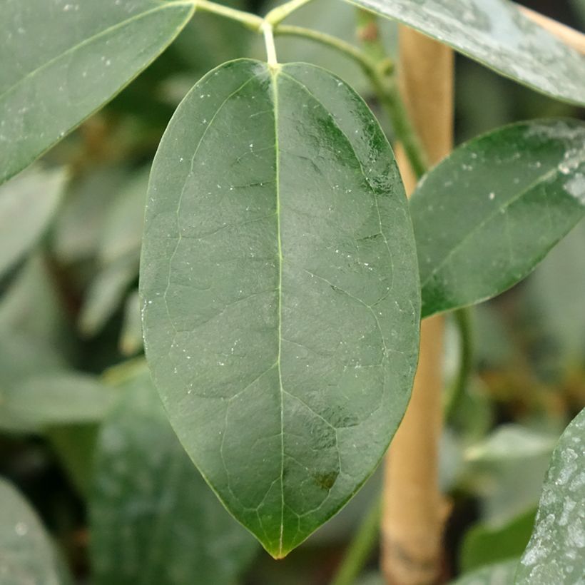 Holboellia traversii - Holboellie (Foliage)