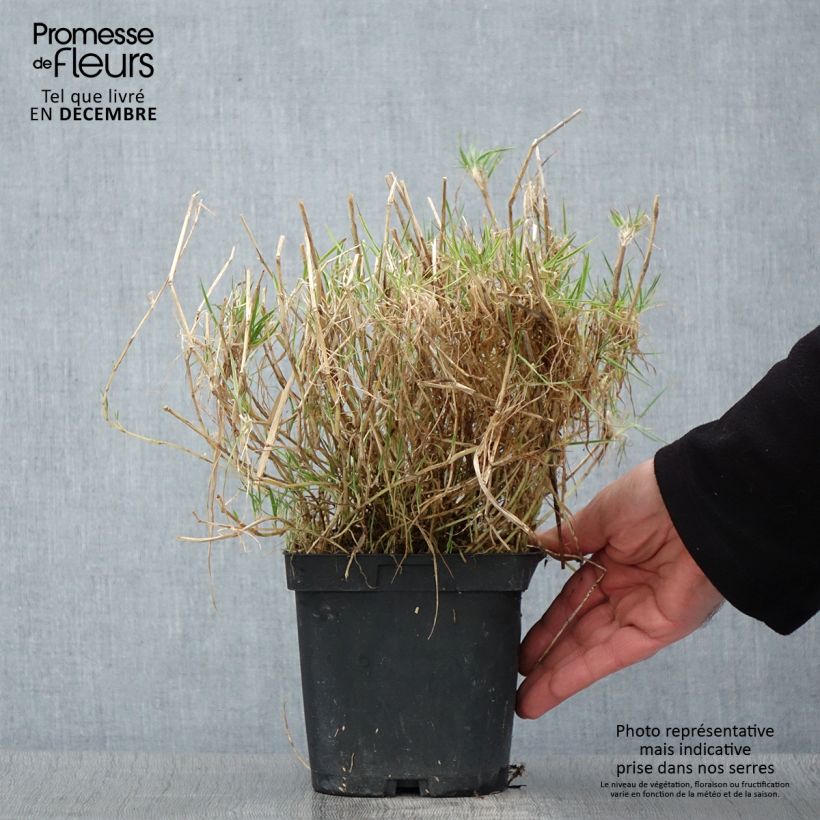Example of Holcus mollis Albovariegatus - Weiches Honiggras Topf mit 2L/3L as you get in automne