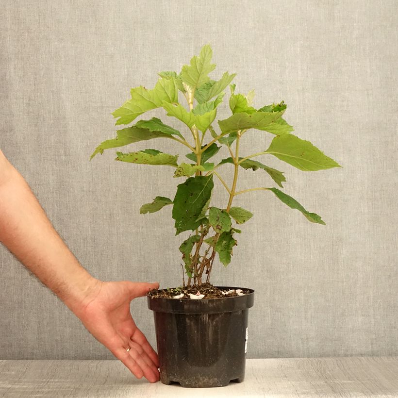 Exemplar von Eichenblatt-Hortensie Bultinks Giant Flowers - Hydrangea quercifolia Topf mit 2L/3L wie im Sommer geliefert