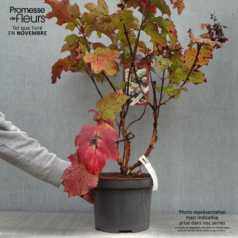 Example of Eichenblatt-Hortensie Bultinks Giant Flowers - Hydrangea quercifolia Topf mit 7,5L/10L as you get in automne