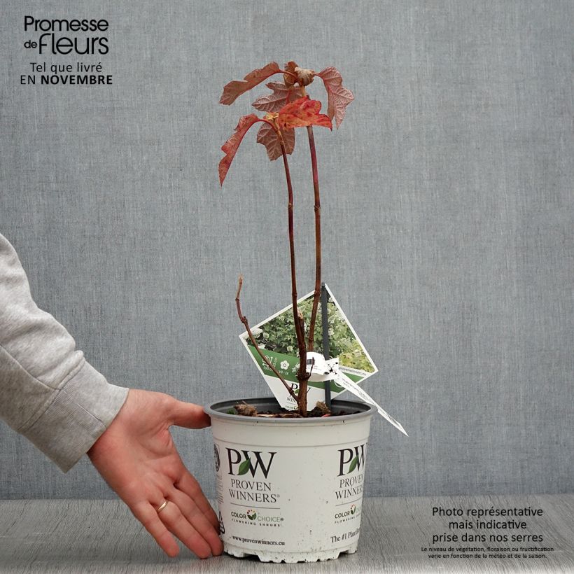 Example of Eichenblatt-Hortensie - Hydrangea quercifolia Gatsby Star as you get in automne