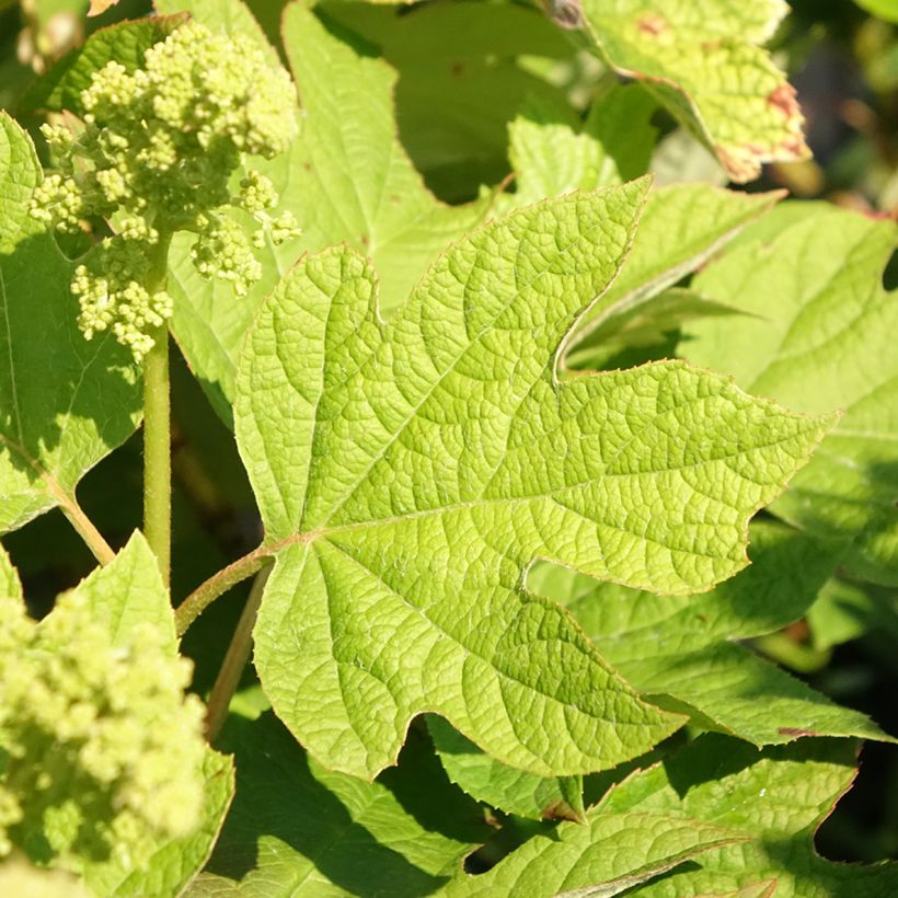 Dekorative Dahlie Hapet Pastel (Foliage)