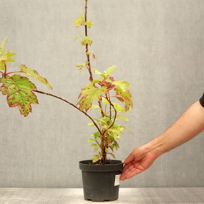 Exemplar von Eichenblatt-Hortensie Sike's Dwarf - Hydrangea quercifolia Topf mit 2L/3L wie im Sommer geliefert