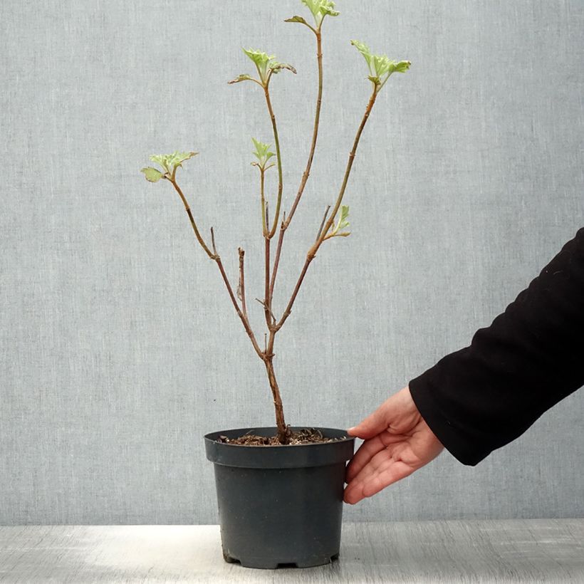 Exemplar von Eichenblatt-Hortensie Sike's Dwarf - Hydrangea quercifolia Topf mit 2L/3L wie im Frühjahr geliefert