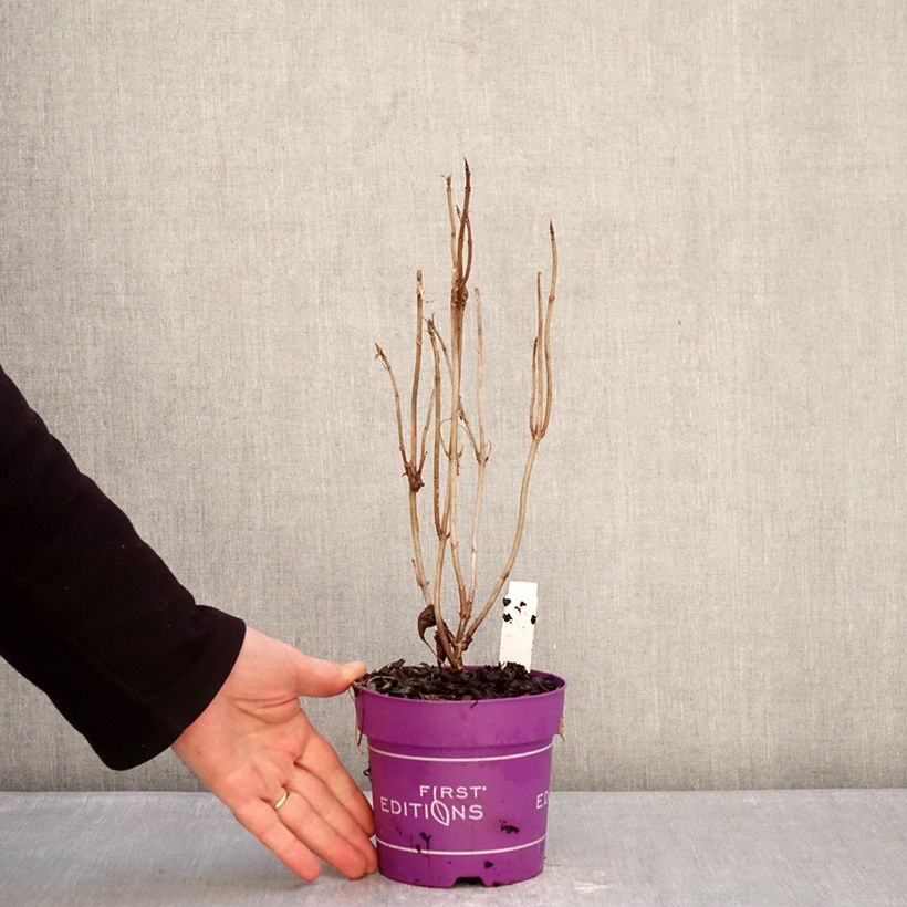Exemplar von Schneeballhortensie FlowerWOW - Hydrangea arborescens Topf mit 1L/1,5L wie im Winter geliefert