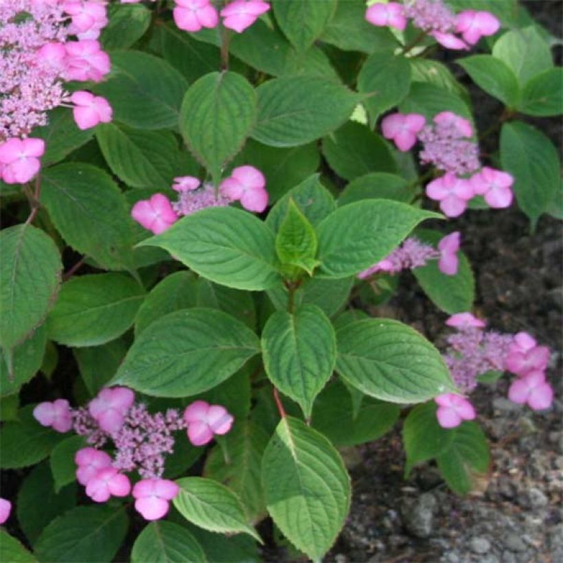 Hydrangea serrata Avelroz - Tellerhortensie (Foliage)
