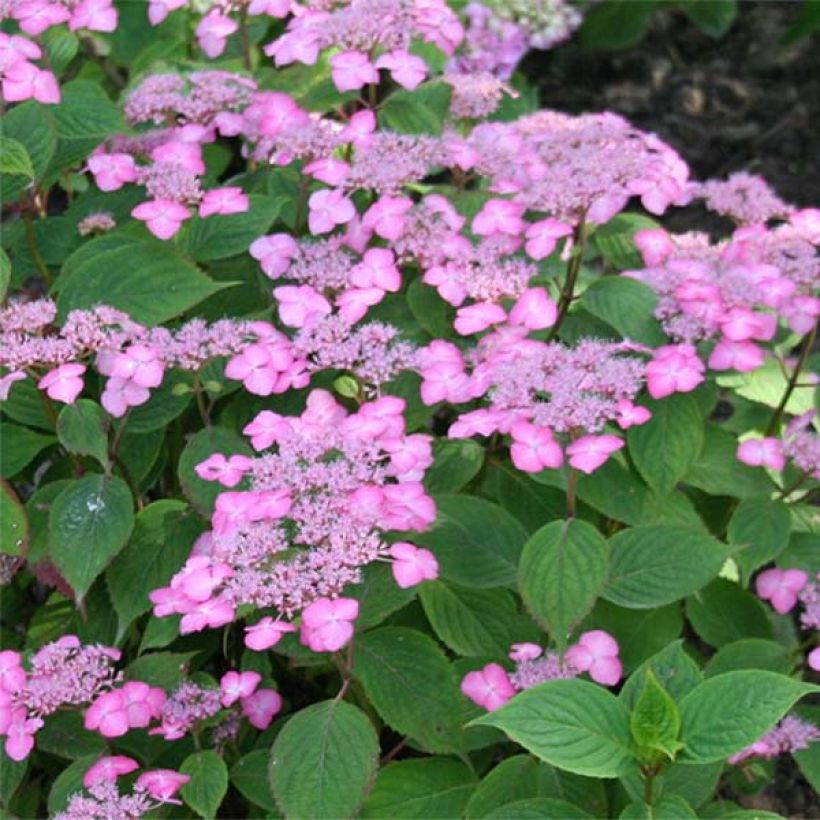 Hydrangea serrata Avelroz - Tellerhortensie (Flowering)