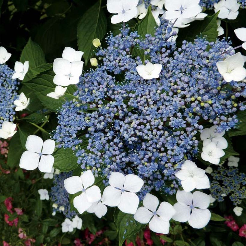 Hydrangea serrata Blue Bird - Tellerhortensie (Flowering)