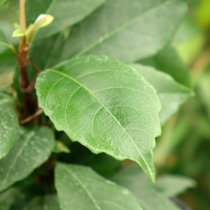 Hydrangea seemanii (Foliage)