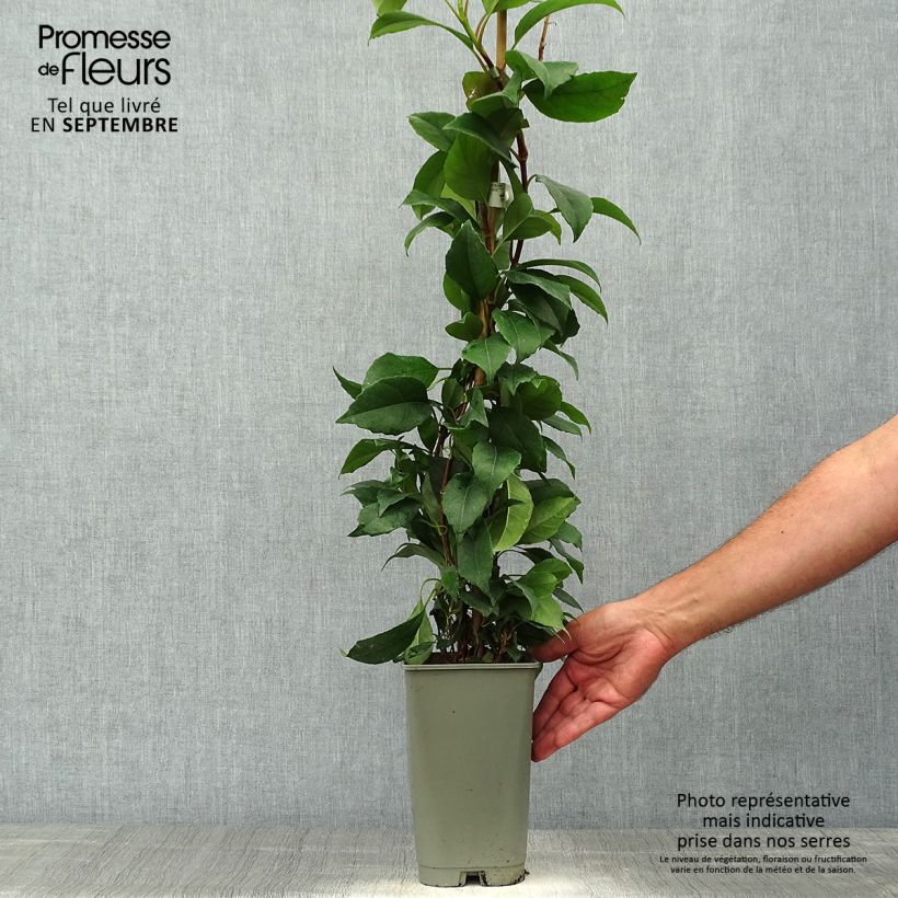 Example of Hydrangea seemanii Topf mit 2L/3L as you get in automne