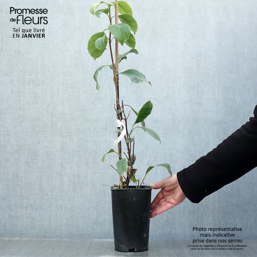 Exemplar von Hydrangea seemanii Topf mit 2L/3L wie im Winter geliefert