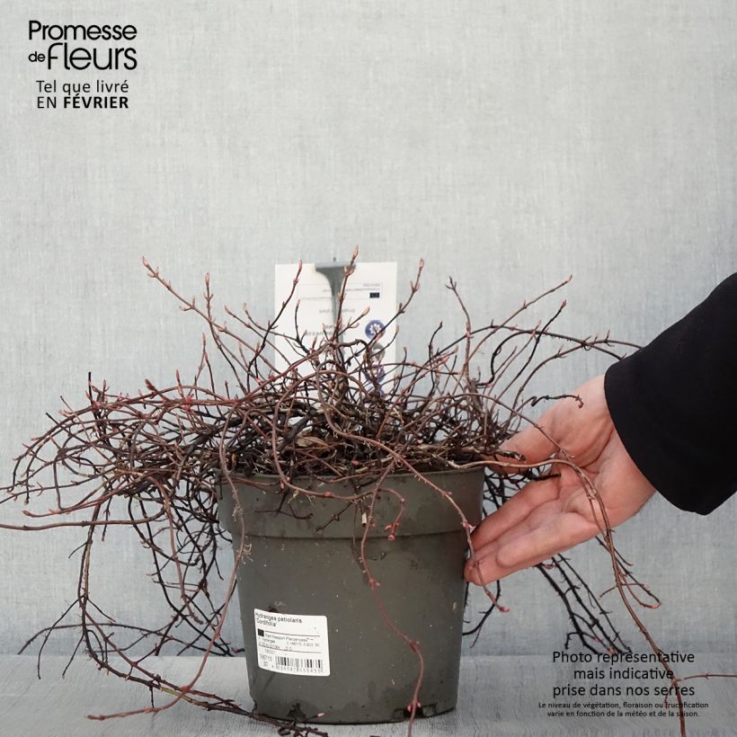 Exemplar von Hydrangea anomala petiolaris var. cordifolia - Kletter-Hortensie Topf mit 3L/4L wie im Winter geliefert