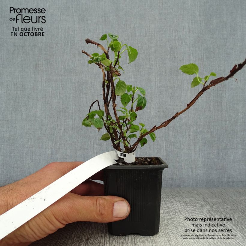 Example of Hydrangea anomala ssp. petiolaris - Kletter-Hortensie Kleine Töpfe von 8/9 cm as you get in automne