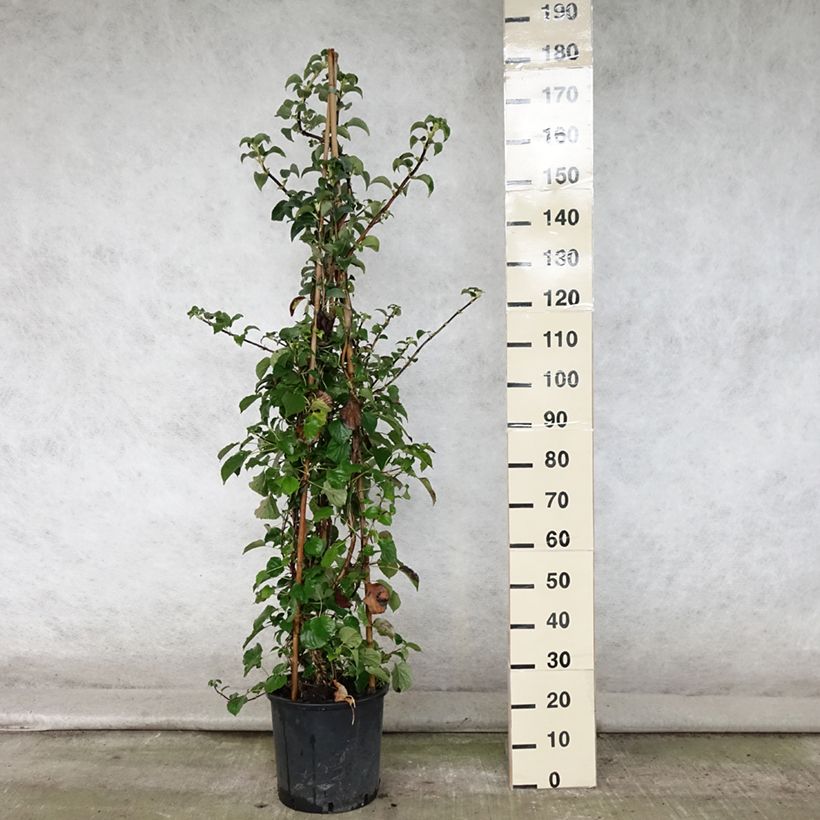 Example of Hydrangea anomala ssp. petiolaris - Kletter-Hortensie Topf mit 4L/5L as you get in ete