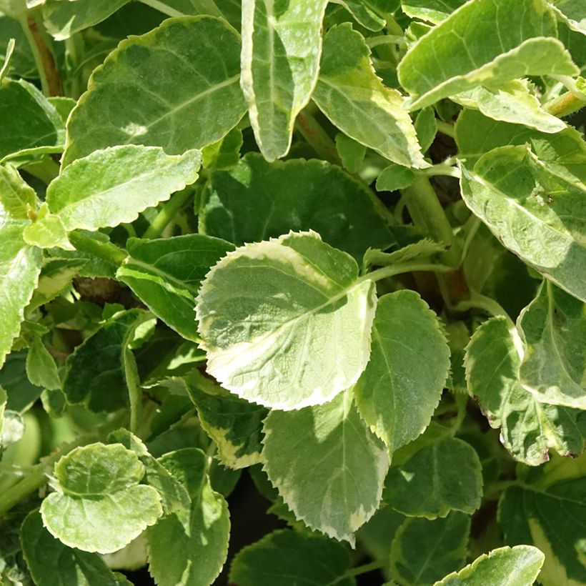 Hydrangea anomala petiolaris Miranda - Kletter-Hortensie (Foliage)