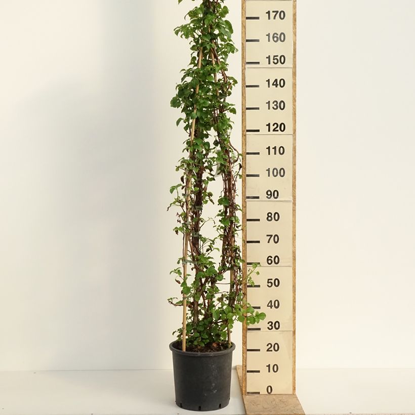 Example of Hydrangea anomala ssp. petiolaris - Kletter-Hortensie Topf mit 12L/15L as you get in printemps