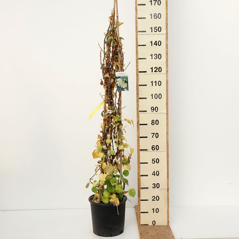Exemplar von Hydrangea anomala ssp. petiolaris - Kletter-Hortensie Topf mit 4L/5L wie im Herbst geliefert