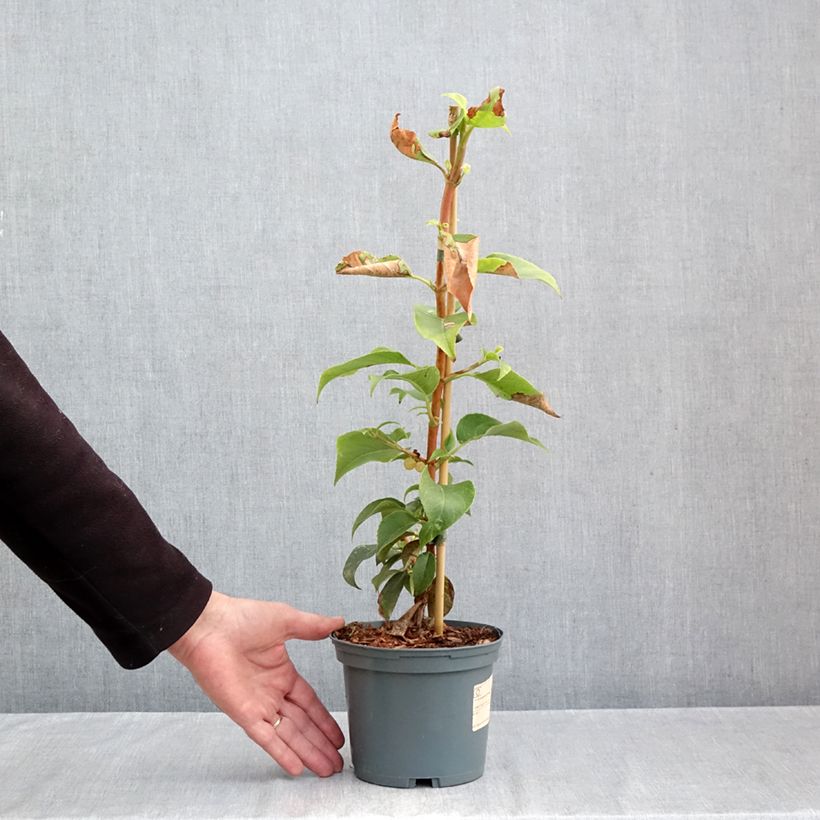 Exemplar von Hydrangea Semiola - Hortensie Topf mit 2L/3L wie im Herbst geliefert