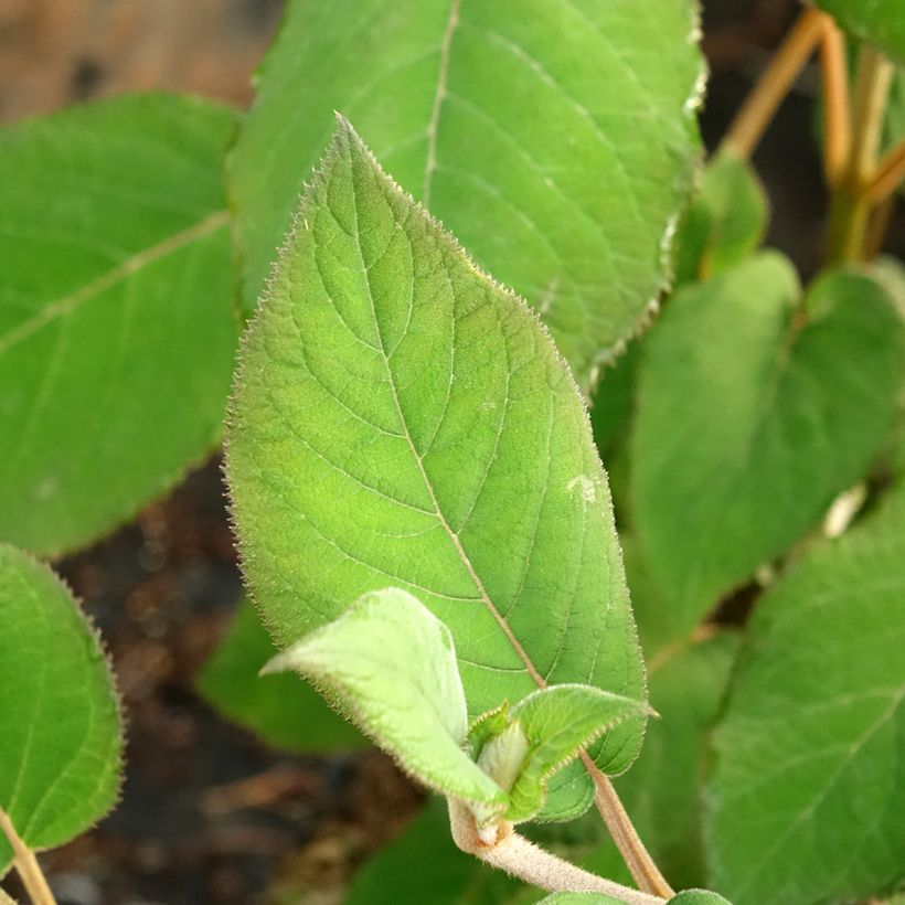 Hydrangea aspera Bellevue - Samthortensie (Foliage)