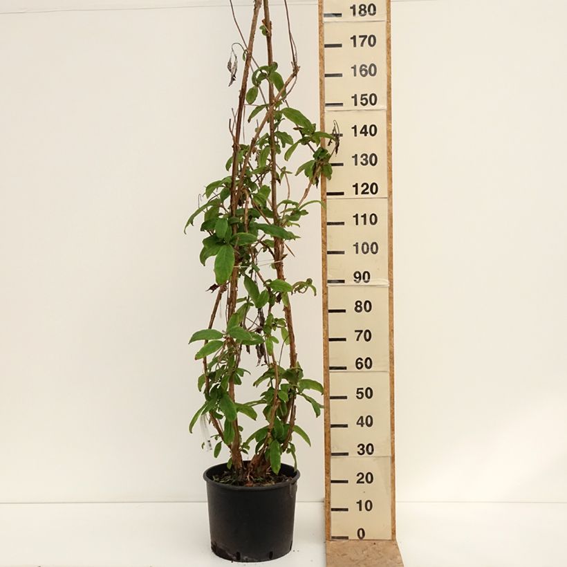 Exemplar von Hydrangea aspera Macrophylla - Samthortensie Topf mit 12L/15L wie im Sommer geliefert