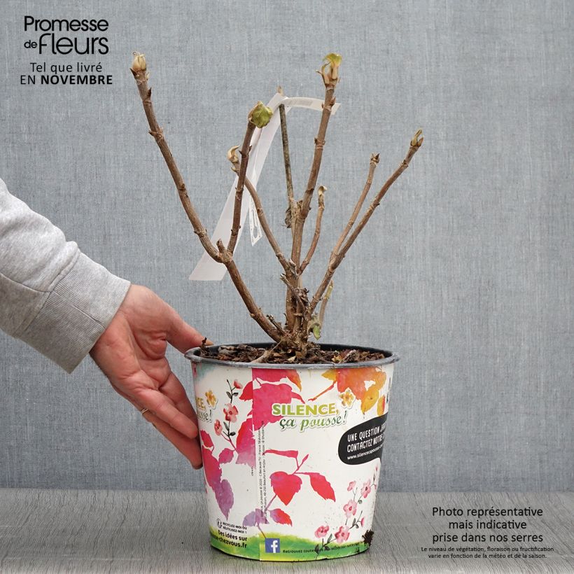 Example of Hydrangea aspera subsp.sargentiana - Samthortensie Topf mit 3L/4L as you get in automne