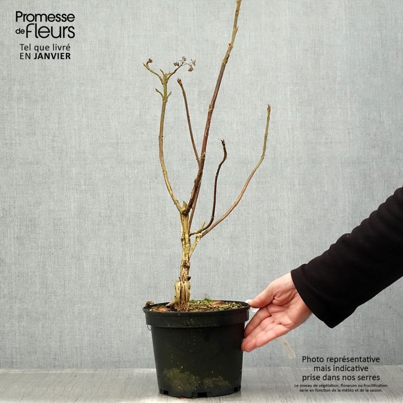 Exemplar von Hydrangea aspera Velvet & Lace - Samthortensie Topf mit 4L/5L wie im Winter geliefert