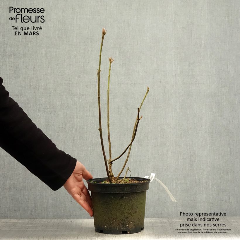 Exemplar von Hydrangea aspera Velvet & Lace - Samthortensie Topf mit 4L/5L wie im Frühjahr geliefert