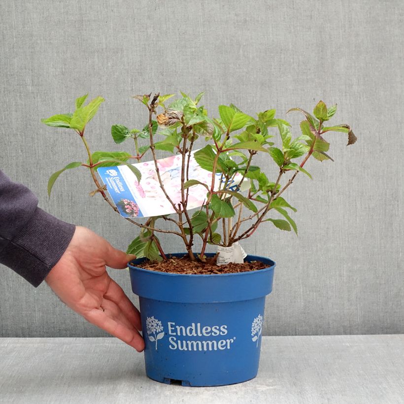 Exemplar von Hydrangea macrophylla Endless Summer Pop Star - Bauernhortensie Topf mit 3L/4L wie im Frühjahr geliefert