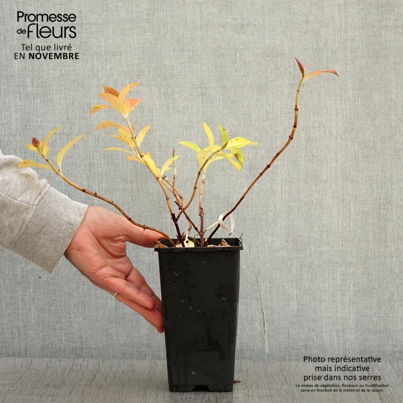 Example of Hydrangea French Bolero - Girlanden-Hortensie Topf mit 1,5L/2L as you get in automne