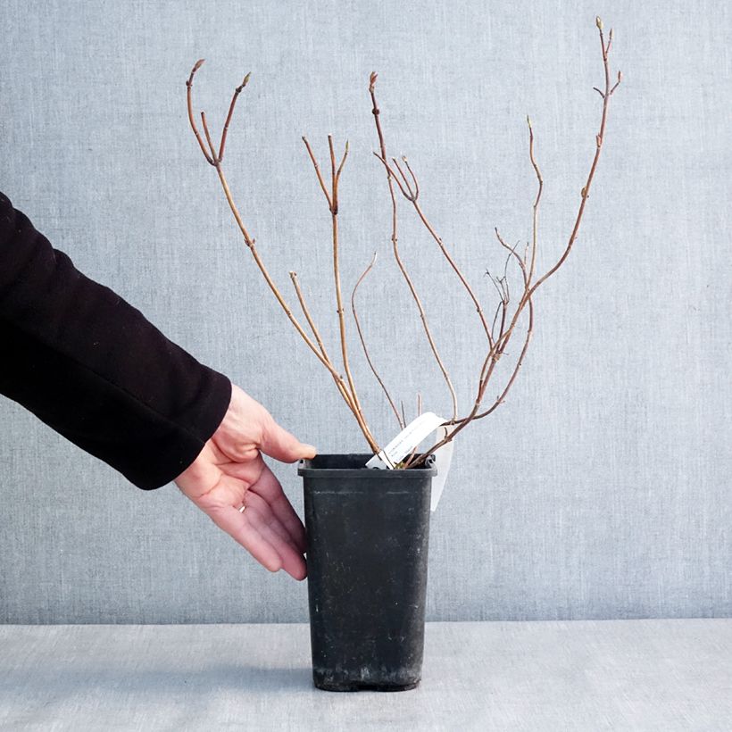 Exemplar von Hydrangea French Bolero - Girlanden-Hortensie Topf mit 1,5L/2L wie im Winter geliefert