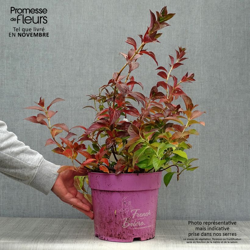 Example of Hydrangea French Bolero - Girlanden-Hortensie Topf mit 6L/7L as you get in automne