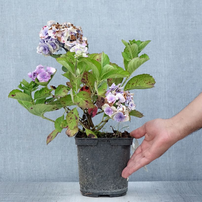 Example of Hydrangea macrophylla Amethyst - Bauernhortensie Topf mit 3L/4L as you get in ete