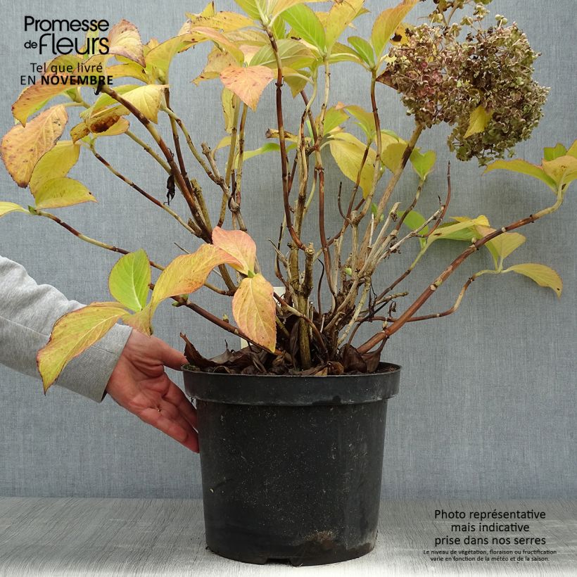 Example of Hydrangea macrophylla Ayesha - Bauernhortensie Topf mit 7,5L/10L as you get in automne