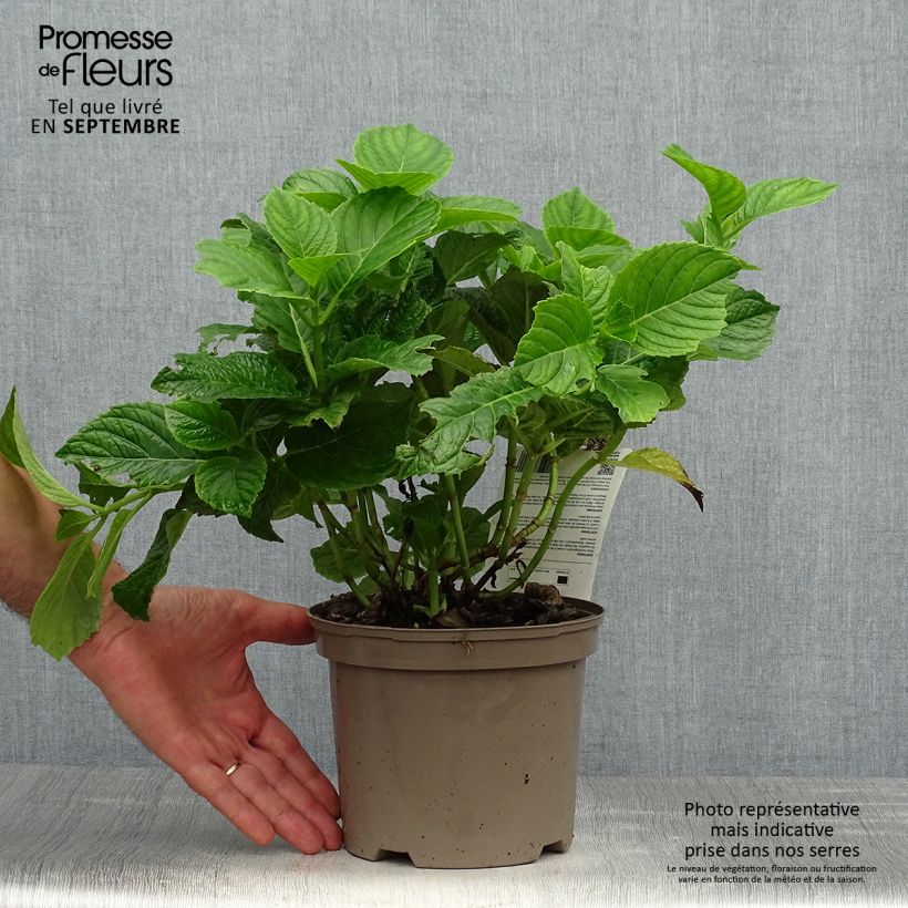 Example of Hydrangea macrophylla Baron Rouge - Bauernhortensie Topf mit 2L/3L as you get in automne