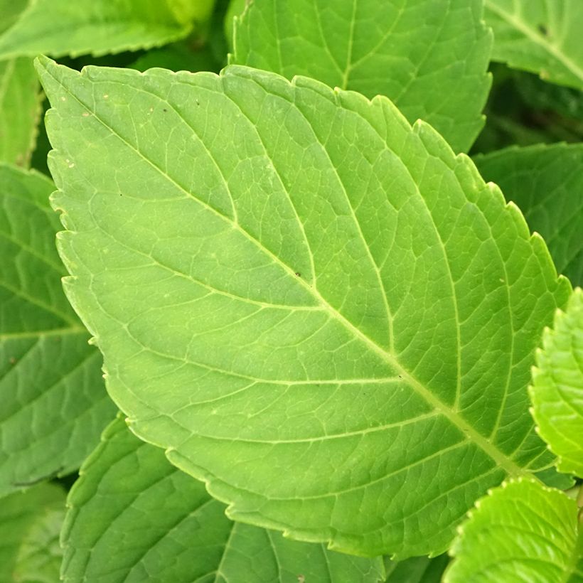 Hydrangea macrophylla Baron Rouge - Bauernhortensie (Foliage)