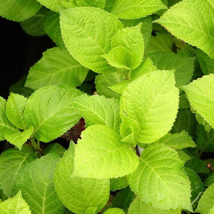Hydrangea macrophylla Beautensia Dali - Bauernhortensie (Foliage)