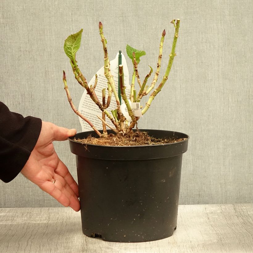 Example of Hydrangea macrophylla Beautensia Spike - Bauernhortensie Topf mit 4L/5L as you get in automne
