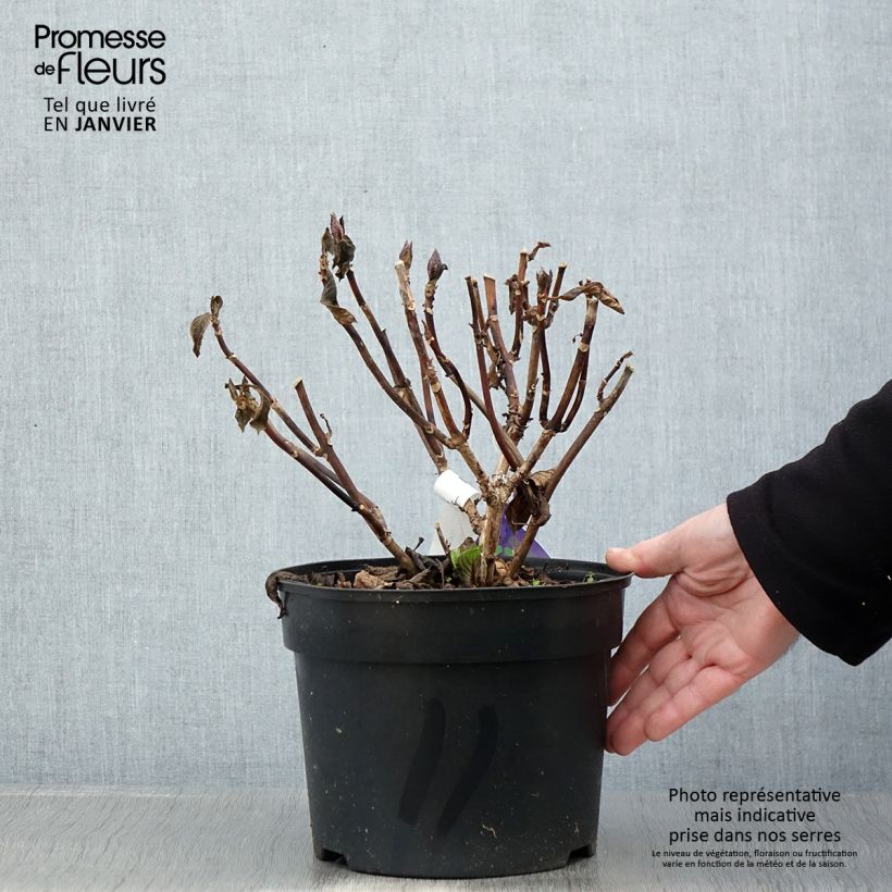 Exemplar von Hydrangea macrophylla Beautensia Spike - Bauernhortensie Topf mit 4L/5L wie im Winter geliefert