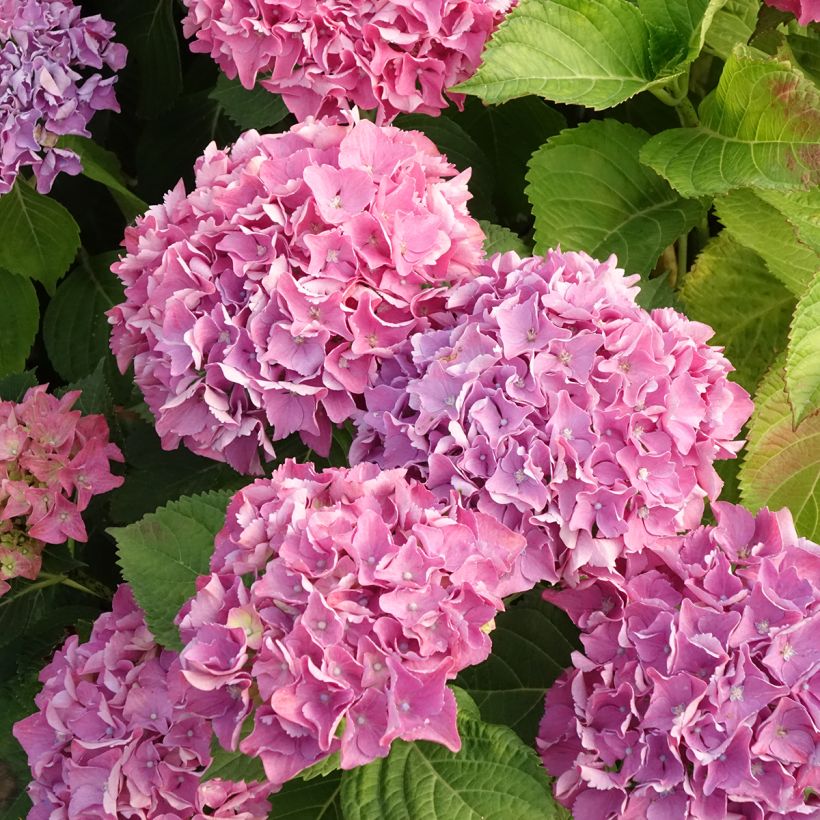 Hydrangea macrophylla Beautensia Spike - Bauernhortensie (Flowering)