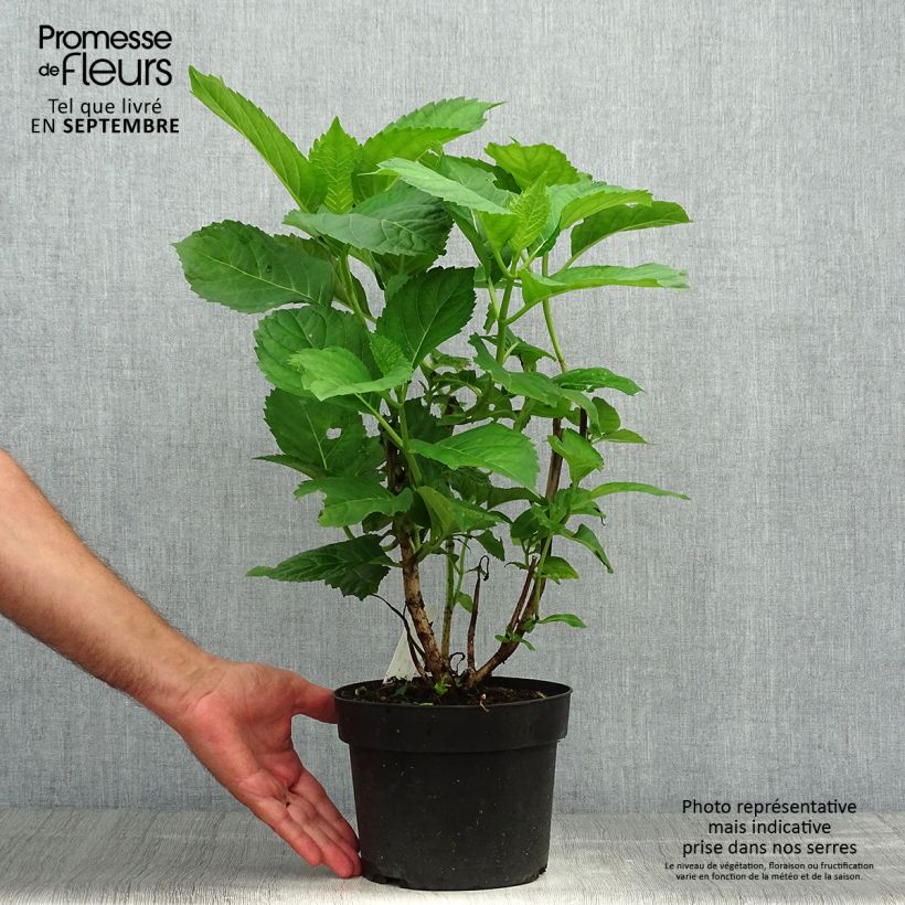 Example of Hydrangea macrophylla Bela - Bauernhortensie Topf mit 2L/3L as you get in automne