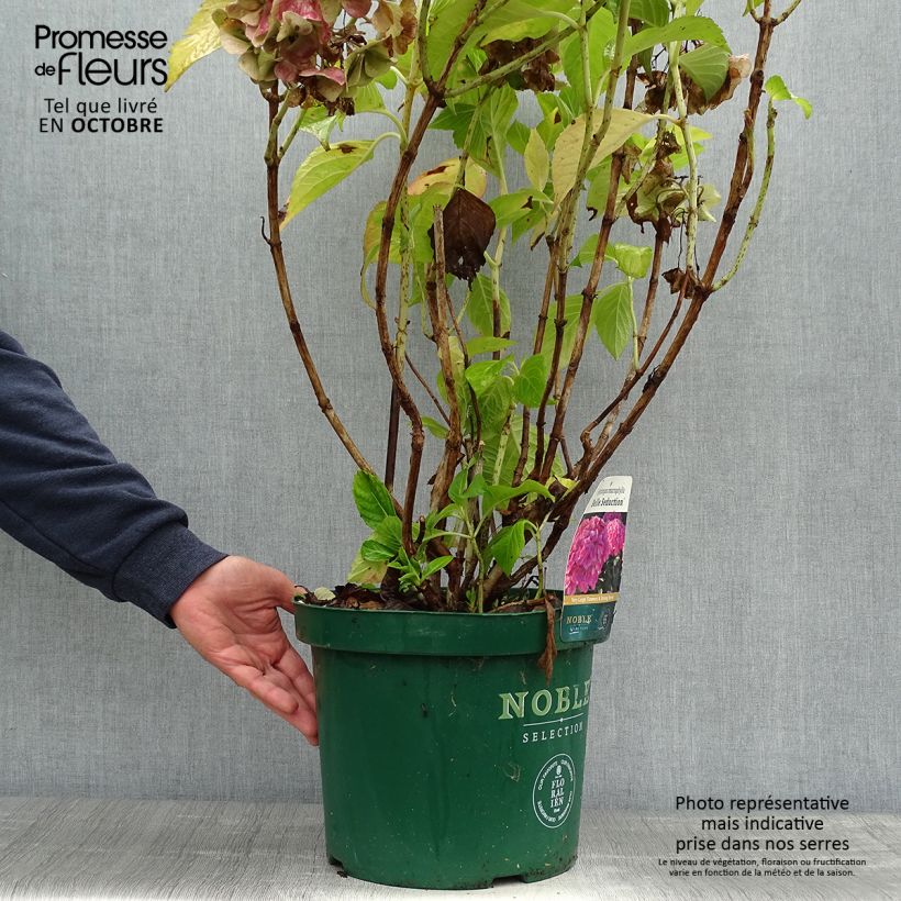Example of Hydrangea macrophylla Belle Séduction - Bauernhortensie Topf mit 7,5L/10L as you get in automne