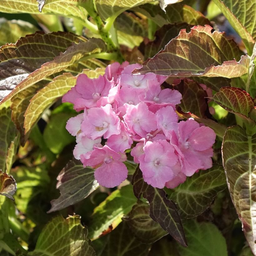 Hydrangea macrophylla Benthe - Bauernhortensie (Flowering)
