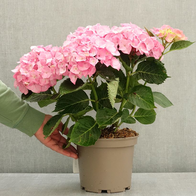 Exemplar von Hydrangea macrophylla Berlin - Bauernhortensie Topf mit 4L/5L wie im Frühjahr geliefert