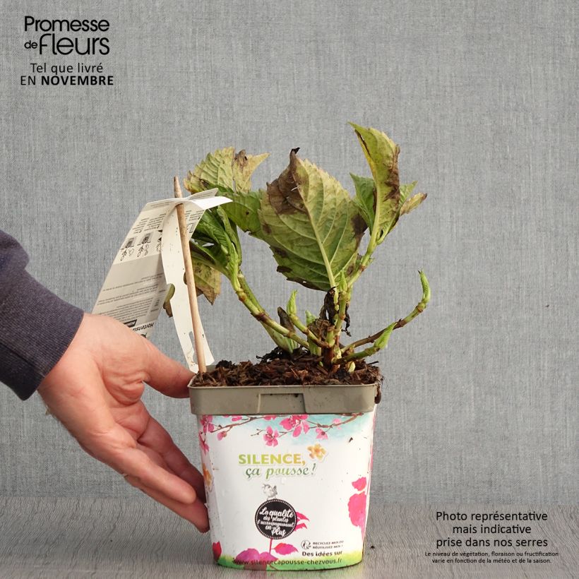 Example of Hydrangea macrophylla Big Data Pink - Bauernhortensie Topf mit 2L/3L as you get in automne