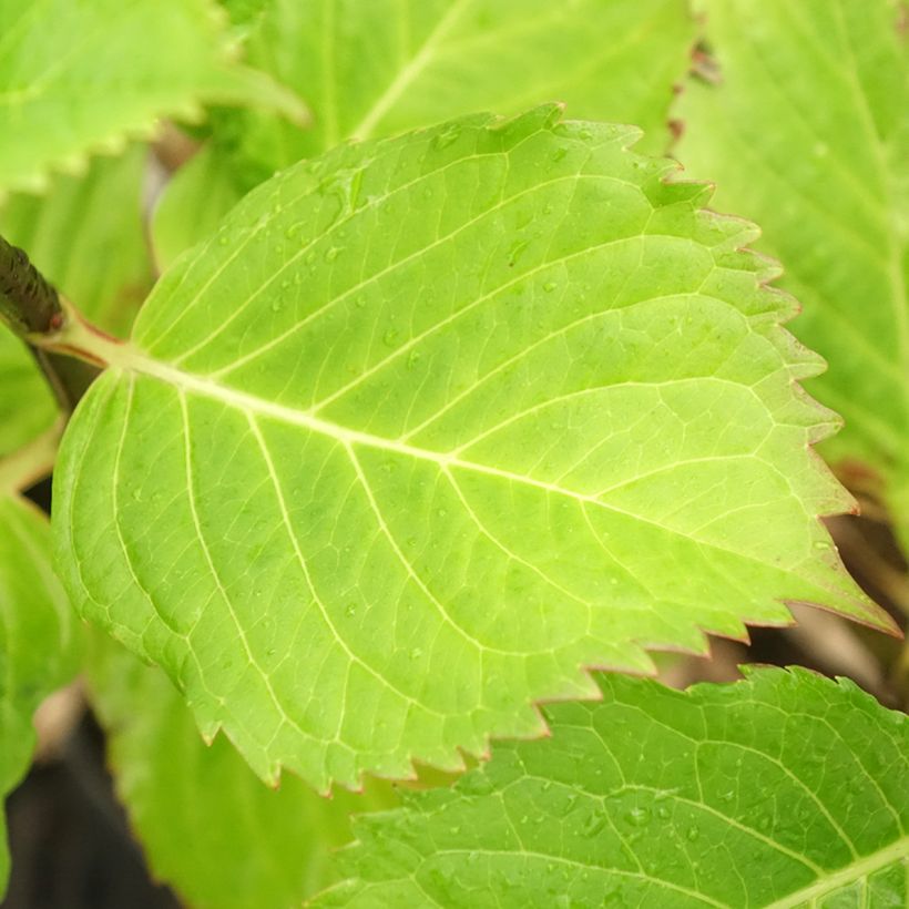 Hydrangea macrophylla Black Steel Purple - Bauernhortensie (Foliage)