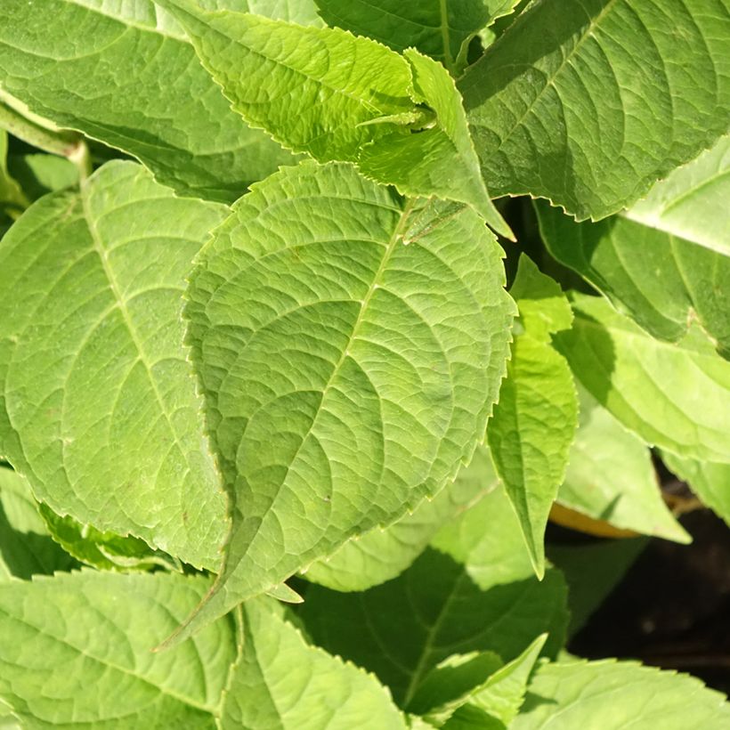 Hydrangea macrophylla Blauer Zwerg - Bauernhortensie (Foliage)